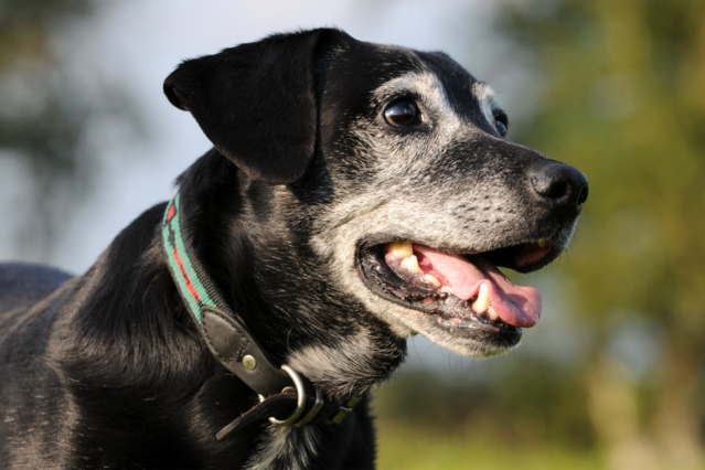 Hundesenioren adoptieren: Warum es sich lohnt